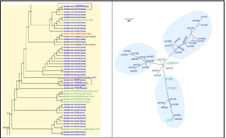 미토콘드리아 유전체 정보를 이용한 국내 누에 품종의 유연관계. (좌) 계통수, (우) 네트워크