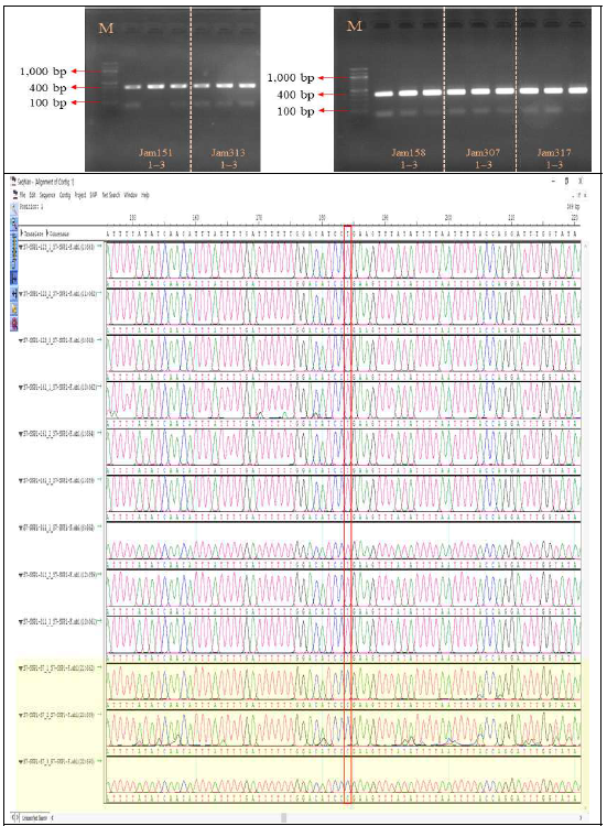 고유종 SNP 마커 검증을 위한 PCR 증폭 및 염기서열 분석 결과