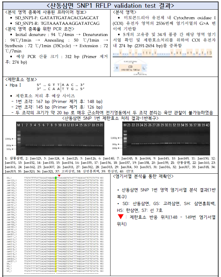 산동삼면 SNP1 RFLP validation test 결과