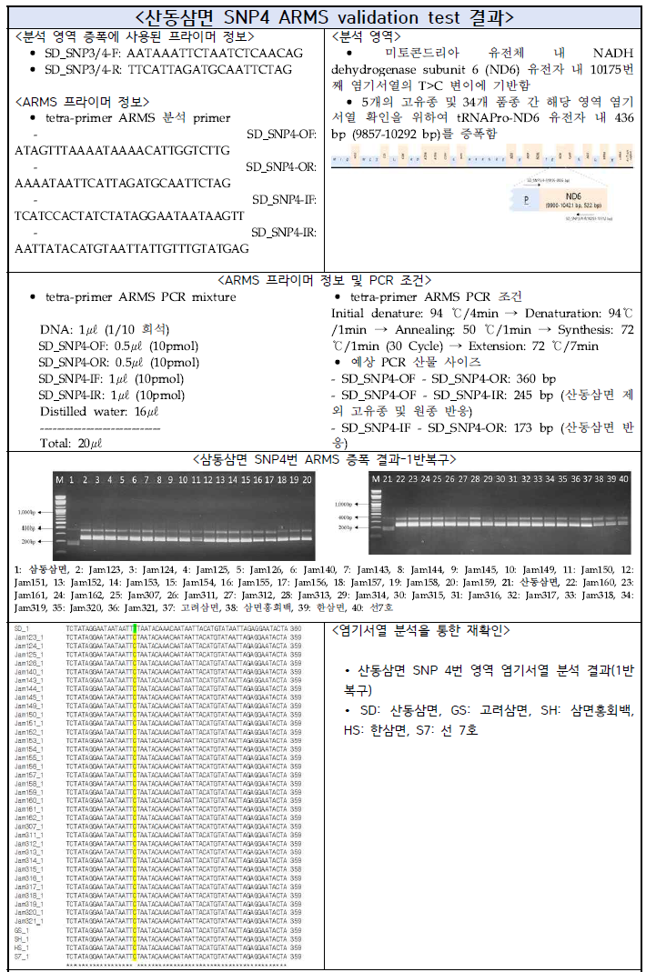 산동삼면 SNP4 ARMS validation test 결과