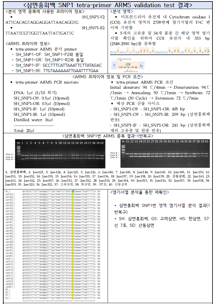 삼면홍회백 SNP1 tetra-primer ARMS validation test 결과