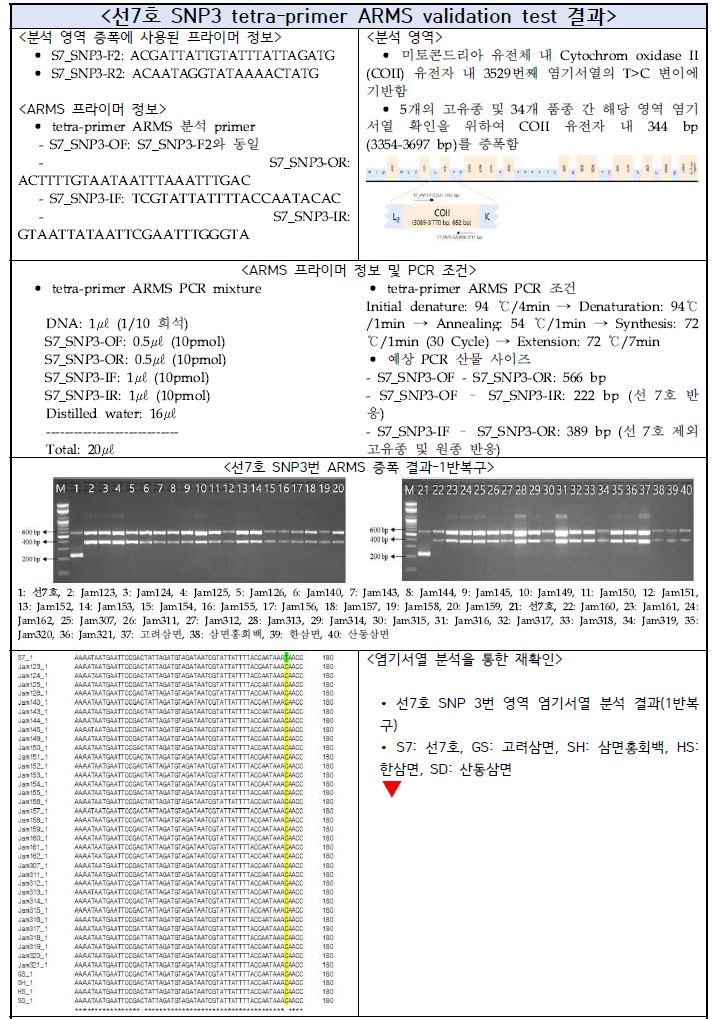 선7호 SNP3 tetra-primer ARMS validation test 결과