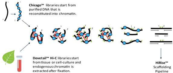 Dovetail Genomics Hi-C library 구축 모식도