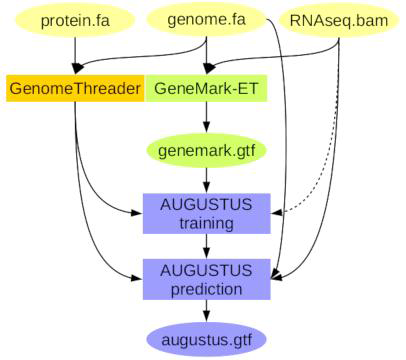 RNA-seq, Protein서열을 이용한 Braker2 Gene Predictino과정