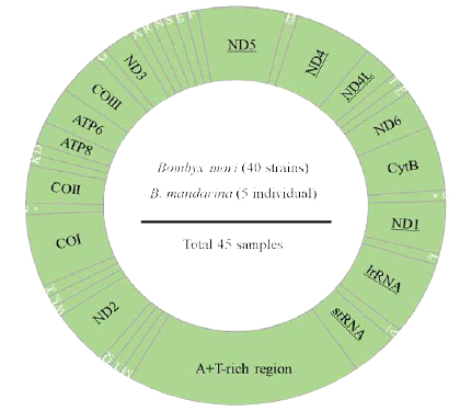 총 45개 누에류의 미토콘드리아 유전체 원형 지도