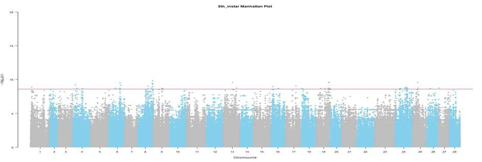 종령 길이 관련 SNP의 Manhattan plot