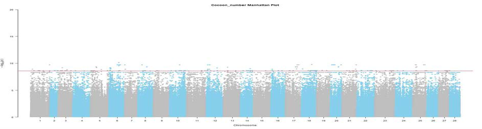 Cocoon size 관련 SNP의 Manhattan plot