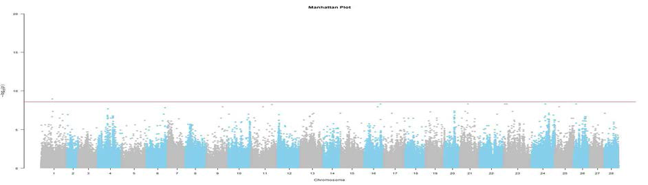 Pupation rate 관련 SNP의 Manhattan plot