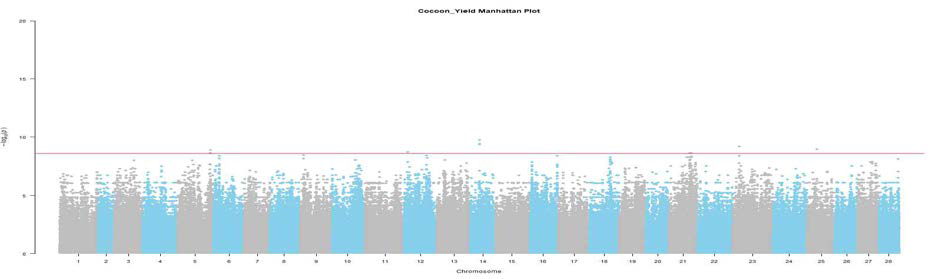 Cocoon yield 관련 SNP의 Manhattan plot