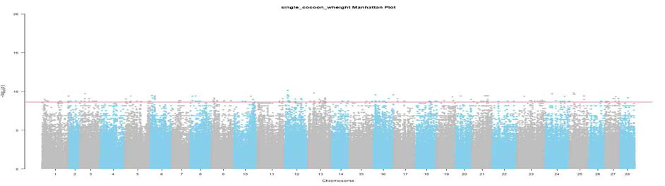 Cocoon weight 관련 SNP의 Manhattan plot