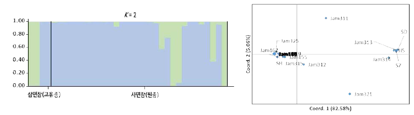 고치 껍데기 비율과 관련한 5,492개 SNP마커를 이용한 유전적 구조(좌) 및 관련성(우) 분석결과