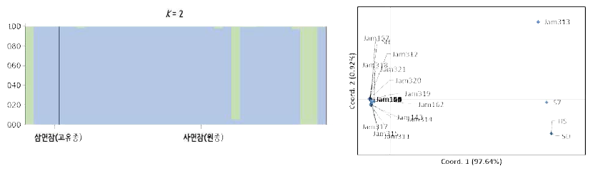 고치 크기와 관련한 1,291개 SNP마커를 이용한 유전적 구조(좌) 및 관련성(우) 분석결과