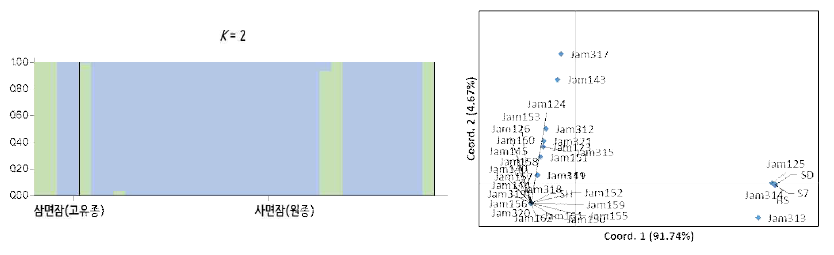 고치 수량과 관련한 37개 SNP마커를 이용한 유전적 구조(좌) 및 관련성(우) 분석결과