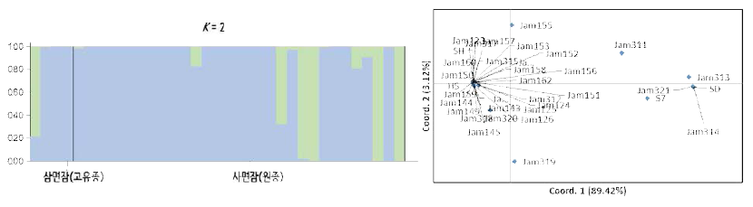 종령 유충 발육기간과 관련한 191개 SNP마커를 이용한 유전적 구조(좌) 및 관련성(우) 분석결과
