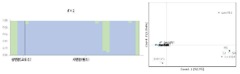 단일 고치 무게와 관련한 796개 SNP마커를 이용한 유전적 구조(좌) 및 관련성(우) 분석결과