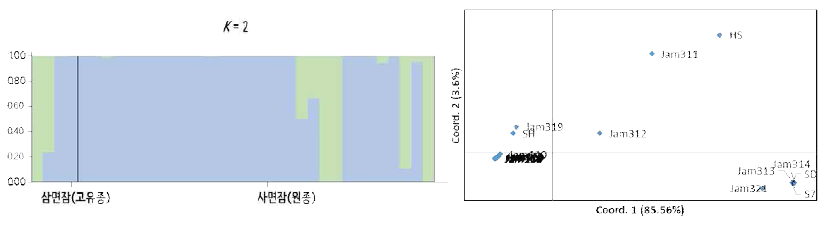 전 유충 발육기간과 관련한 2,505개 SNP마커를 이용한 유전적 구조(좌) 및 관련성(우) 분석결과