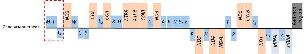 누에류 미토콘드리아 유전체의 37개 영역들의 배열순서 모식도 (위, major strand genes; 아래, minor strand genes). Box는 나비목 특이적 유전자 배열