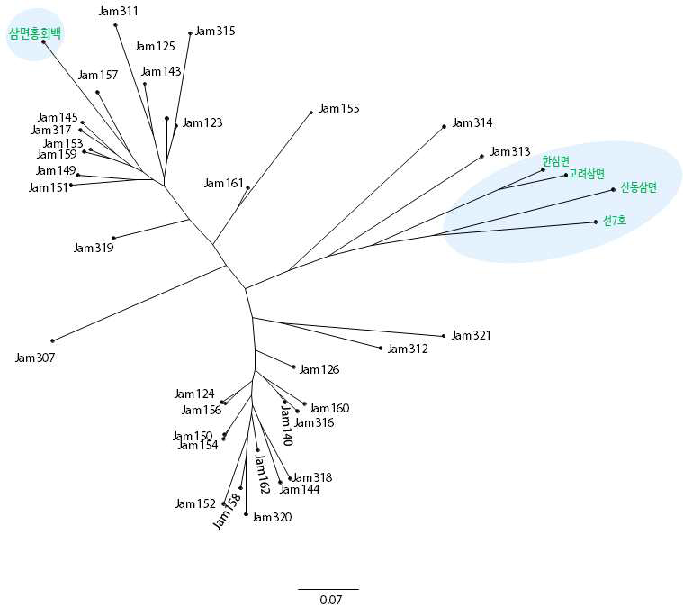 OG에서 추출한 SNP마커를 활용한 국내 누에 품종의 계통유연관계