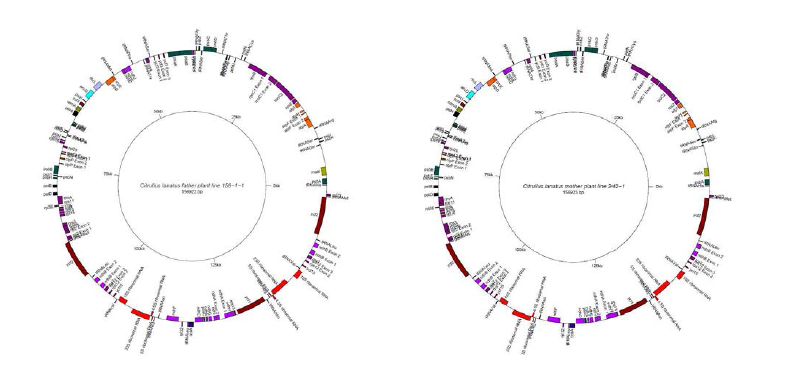 수박 159-1-1(좌), 242-1(우) 계통의 완성된 엽록체 서열