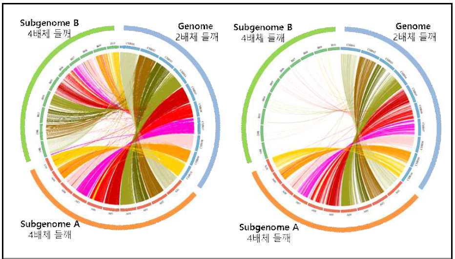 들깨 2배체와 4배체간 유전체 비교를 위한 circos plot (좌:Identity ≥ 99%, 우:(Identity ≥ 100%)
