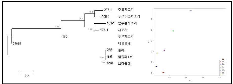 계통수분석 및 주성분 분석