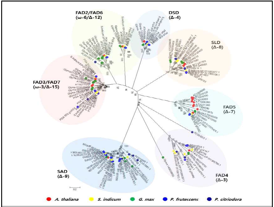 지방산 생합성 관련 유전자군의 들깨와 근연종의 phylogenetic tree