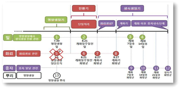 4배체 전사체 및 Iso-seq 분석을 위한 재료 준비