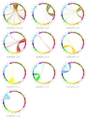 4배체 들깨의 homeologous 염색체 쌍 Circos plot