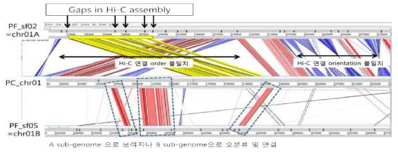 Hi-C 스캐폴딩 불일치 1번 염색체 사례