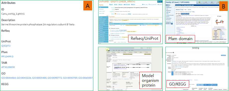 유전자 기능 상세 메뉴 구성. 유전자 ID, 기능 주석, refseq, uniProt, Pfam domain, model organism protein, GO, KEGG 데이터베이스 ID (A) 및 유전자 기능 외부 데이터베이스 연동 검색 (B)