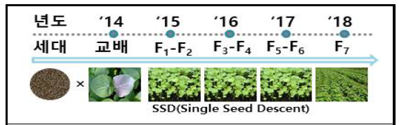 대실들깨×잎들깨1호 RIL 집단 세대진전 모식도
