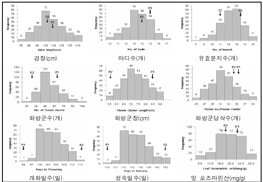 대실들깨×잎들깨1호 RIL F7 집단의 농업형질 및 로즈마린산(잎) 분포도