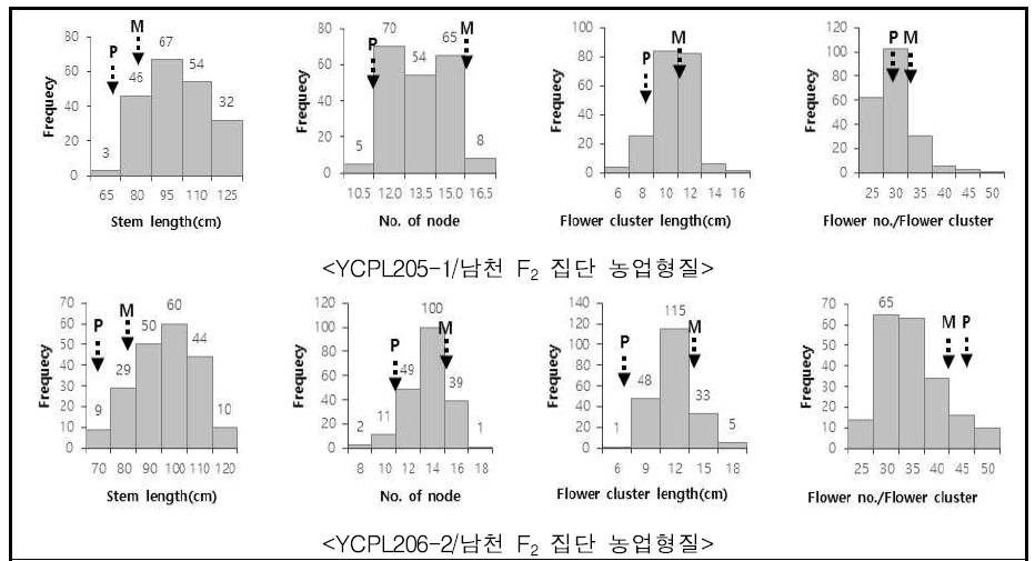 차조기×들깨 F2 집단의 농업형질 분포도