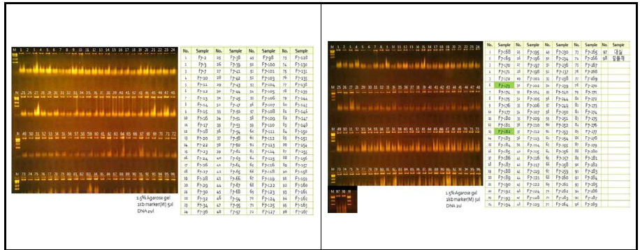 대실들깨와 잎들깨 1호 F5 세대 192개체에 대한 DNA quality check