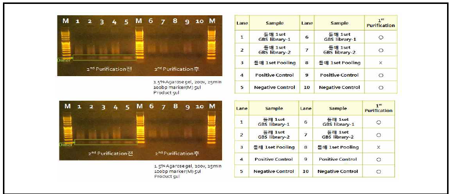 ApeKI 를 이용한 대실들깨x잎들깨 1호 RIL 집단 (2 set) GBS library 구축