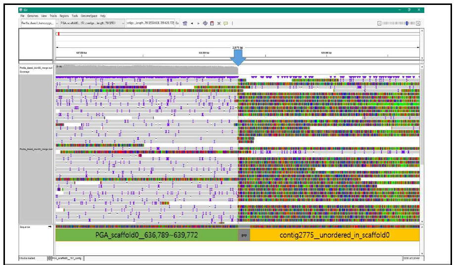 IGV를 통해 재배종 들깨 1차 스캐폴드 mis-scaffolding 후보영역