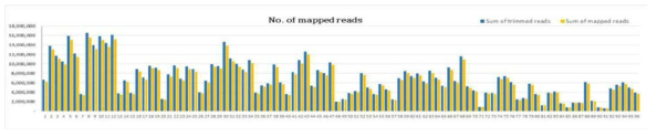 푸른차조기115-2 x 남천 F2 96개체의 trimmed reads mapping 결과