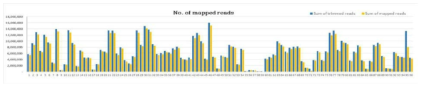 차조기107-1 x 남천 F2 96개체의 trimmed reads mapping 결과