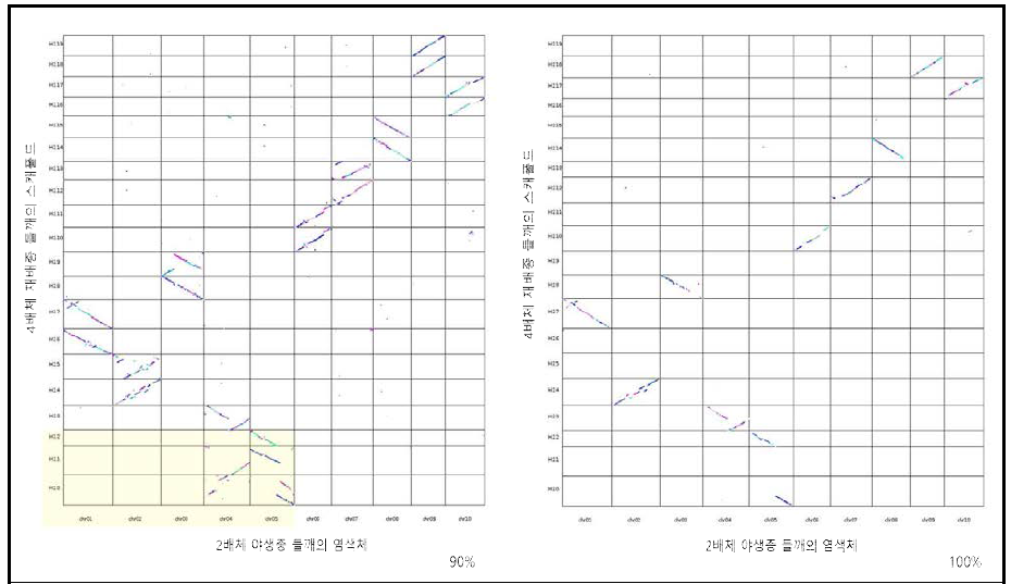 4배체 재배종 들깨 1차 스캐폴드와 2차 스캐폴드 비교 (좌; Identity 90%, 우; Identity 100%)