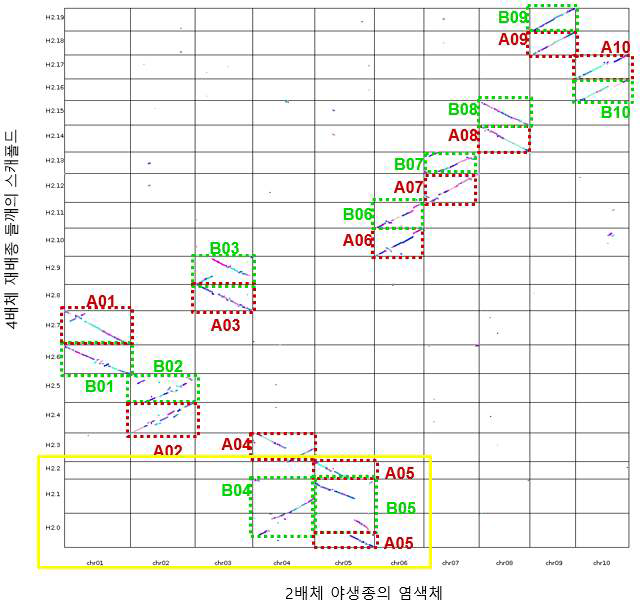 2배체 야생종 들깨 유전체를 통한 4배체 재배종 들깨의 subgenome 구성