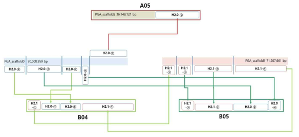 재배종 들깨 2차 스캐폴드 3개를 이용한 A05, B04, B05 염색체 구성