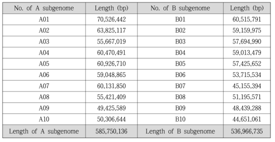 4배체 재배종 들깨의 pseudomolecule 통계치