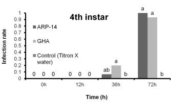 담배가루이 4령충의 보베리아 바시아나 ARP14와 GHA에 의한 12, 36, 72 시간 후 감염률 비교 (n = 34~41)