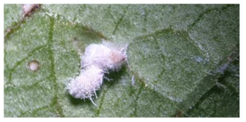 곤충병원성 곰팡이인 보베리아 바시아나 ARP14처리 후 감염된 온실가루이 성충의 모습