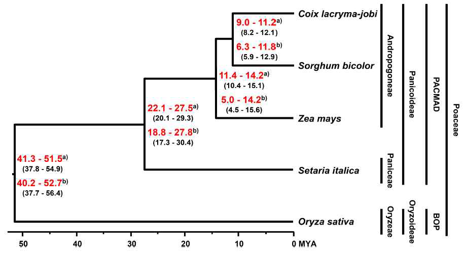 Evolutionary history of C. lacryma-jobi var. ma-yuen