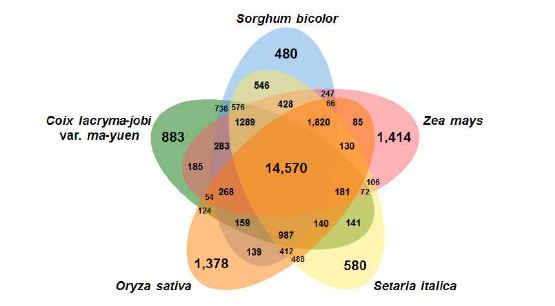 cies. Venn diagram illustrating the number of shared and unique gene clusters in C. lacryma-jobi var. ma-yuen Sorghum bicolor (sorghum), Zea mays (maize), Setaria italica (foxtail millet),and Oryza sativa ssp. Japonica (rice) was drawn using the OrthoVenn2 web tool (https://orthovenn2.bioinfotoolkits.net/home)(Xu et al., 2019), with plant group parameters and an E-value cutoff of 1e-5