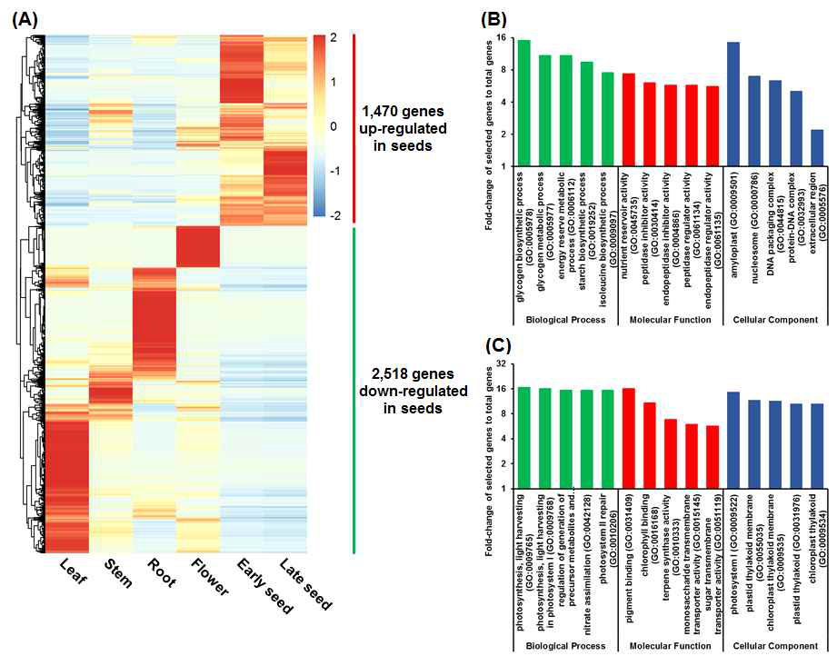 Genes differentially expressed (DE) in seeds. (A) Expression patterns for 3,988 genes DE in seeds, which were identified by DESeq ver. 1.22.1 (http://bioconductor.org/packages/release/bioc/html/DESeq.html)(Anders and Huber, 2010), using RNA-seq data from seeds and other plant tissue samples. Expression values (Fragments per kilobase of transcript per million mapped reads; FPKM) were scaled per row (i.e., per gene) to visualize gene expression peaks among the different tissues, and the heatmap was generated using the R-package pheatmap. Leaves, stems, roots, and flowers, as well as early seeds sampled from 98-day-old plants and late seeds sampled from 159-day old plants were used in this study. Gene names are omitted. (B) Top-five most abundant Gene Ontology (GO) terms identified in genes up-regulated in seeds. (C) Top-five most abundant GO terms identified in genes down-regulated in seeds. Biological Process, Molecular Function, and Cellular Component GO terms were identified by GO enrichment, analysis using the following cutoffs: fold-change ≥2, P-value <0.01, and false-discovery rate <0.01