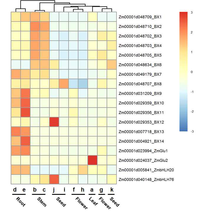 Expression patterns of maize BX biosynthesis genes. Expression values (FPKM) of genes were retrieved using MaizeGDB qTeller tools (https://qteller.maizegdb.org/)