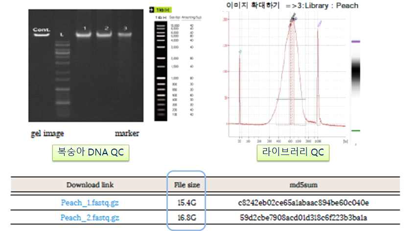 ‘미홍’ 복숭아 gDNA 분리, 라이브러리 제작 및 QC, pair-end 염기서열 분석