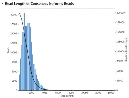 Consensus isoforms 리드 길이 분포도